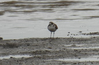 Greater Sand-Plover - ML624179853