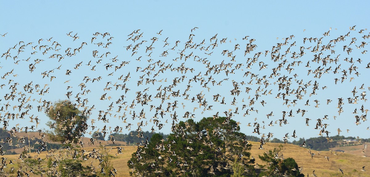 South Island Oystercatcher - ML624179855