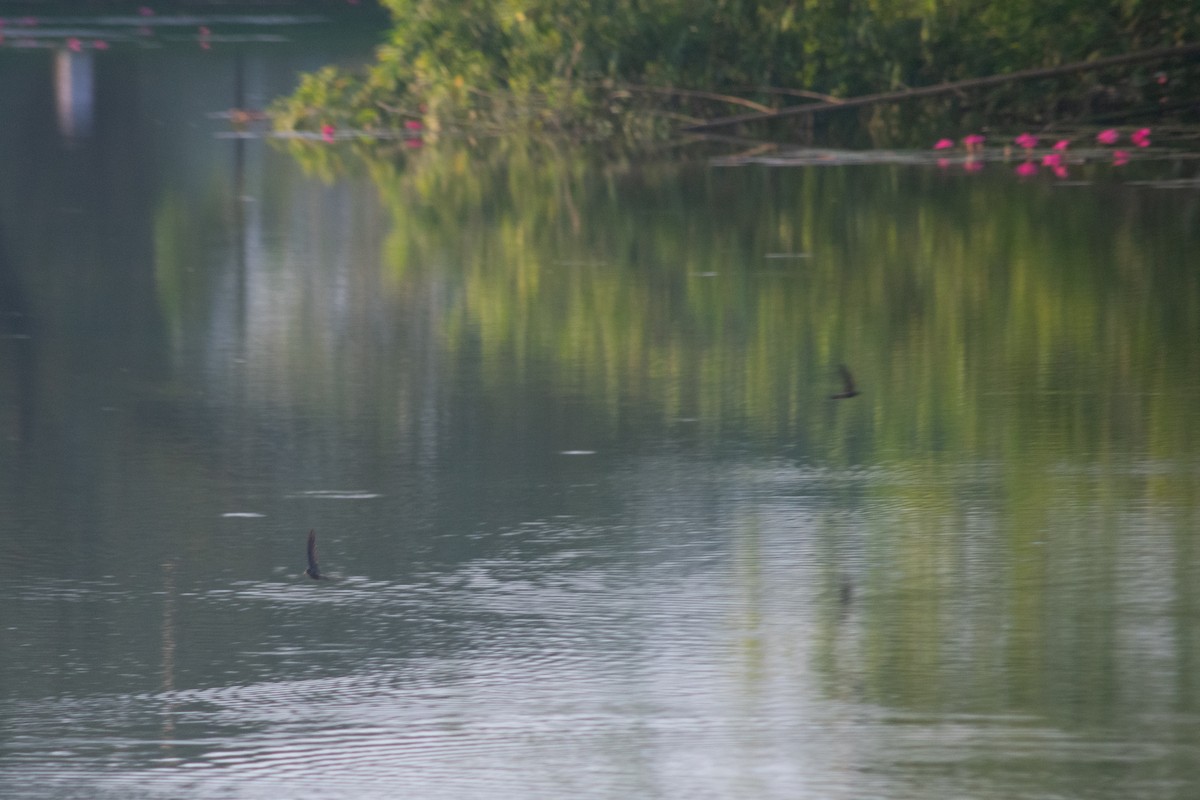 Brown-backed Needletail - ML624179870