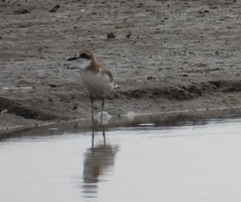 Greater Sand-Plover - ML624179874