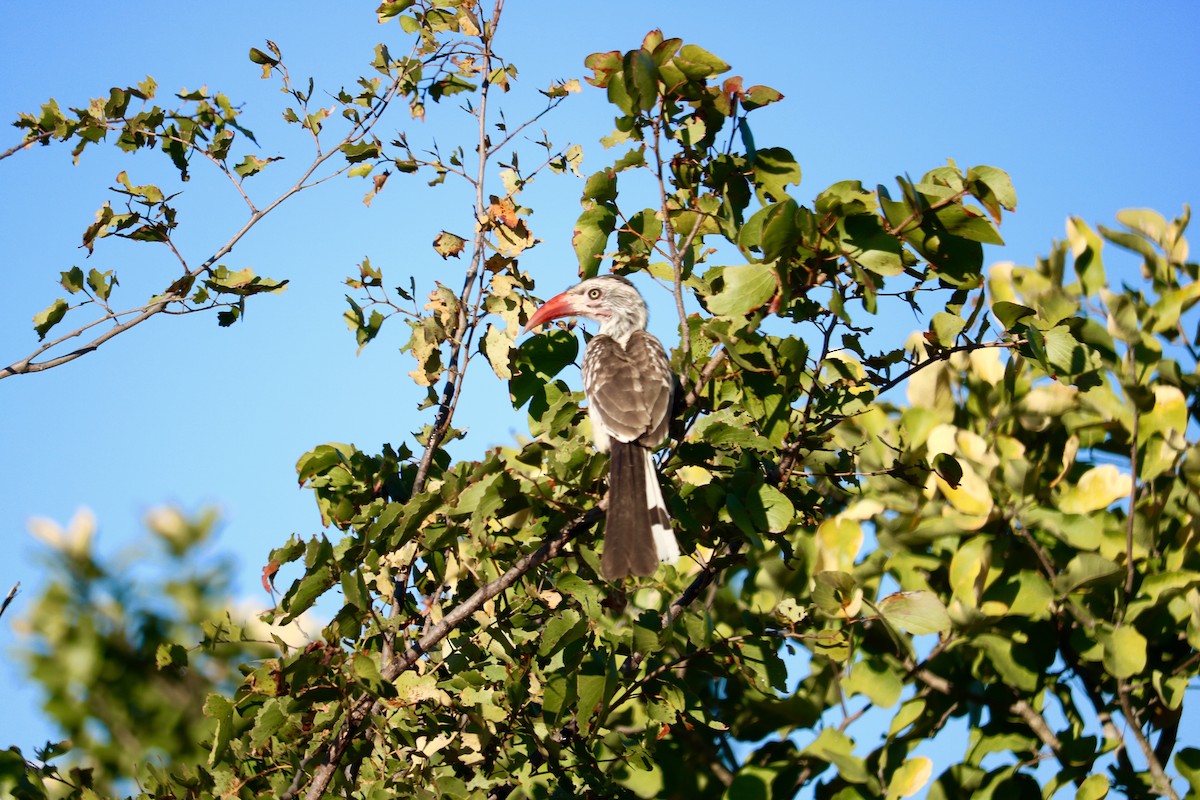 Southern Red-billed Hornbill - Sydney Courville