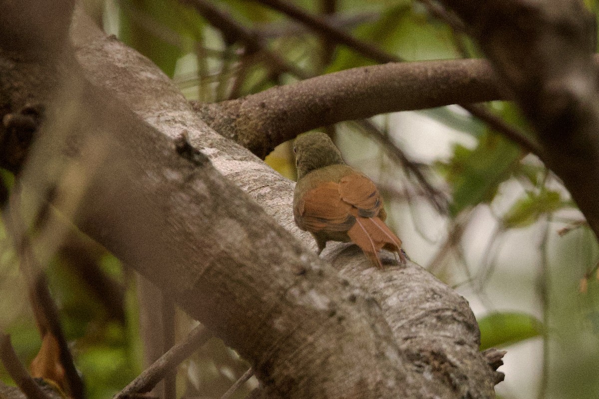 Olivaceous Woodcreeper - ML624179910