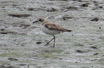 Greater Sand-Plover - ML624179919