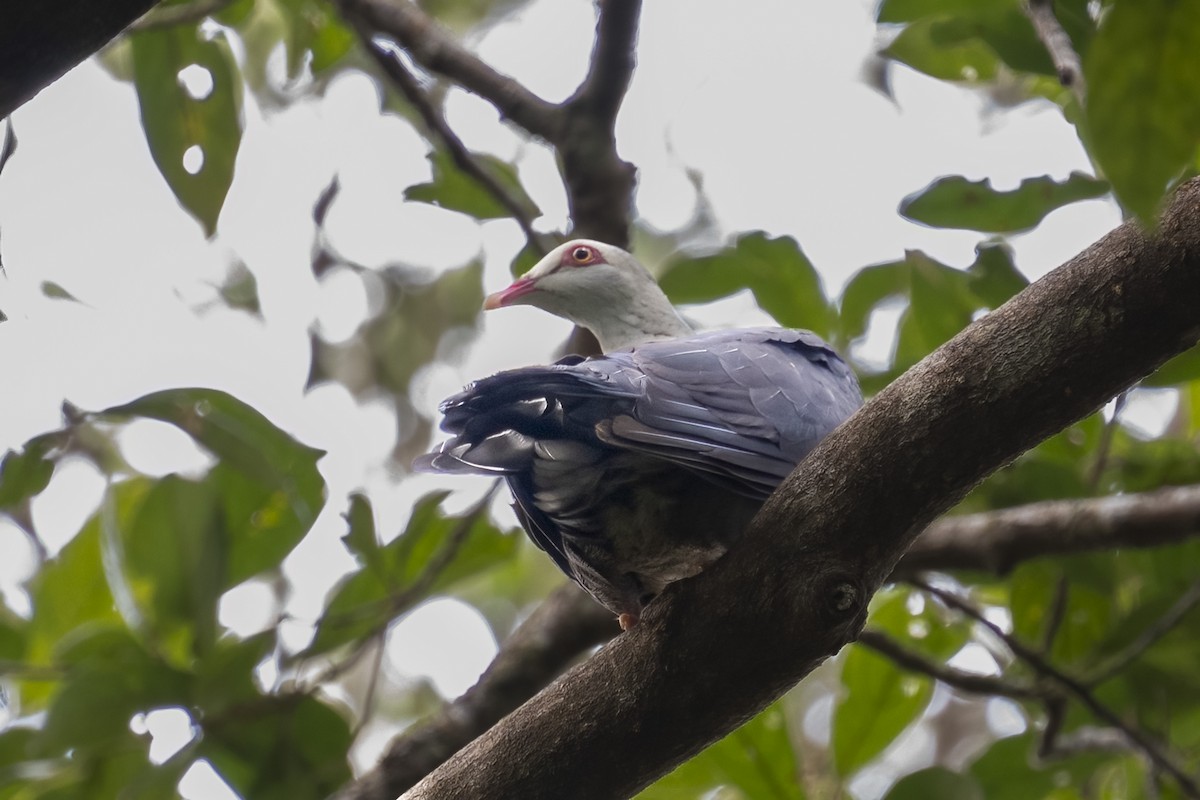 White-headed Pigeon - ML624179920