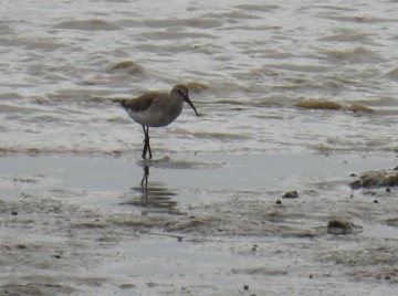 Curlew Sandpiper - ML624179930