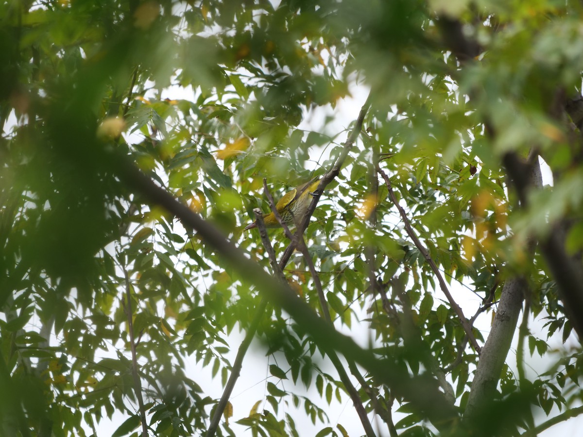 Black-naped Oriole - ML624179953