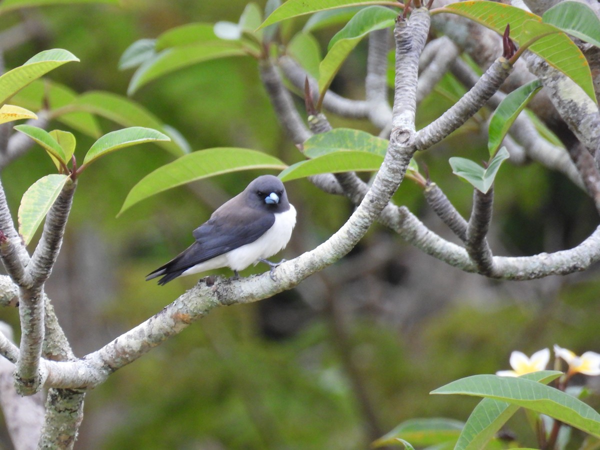 White-breasted Woodswallow - ML624179957