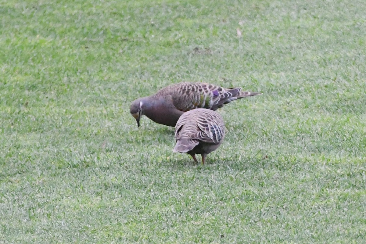 Common Bronzewing - ML624179965