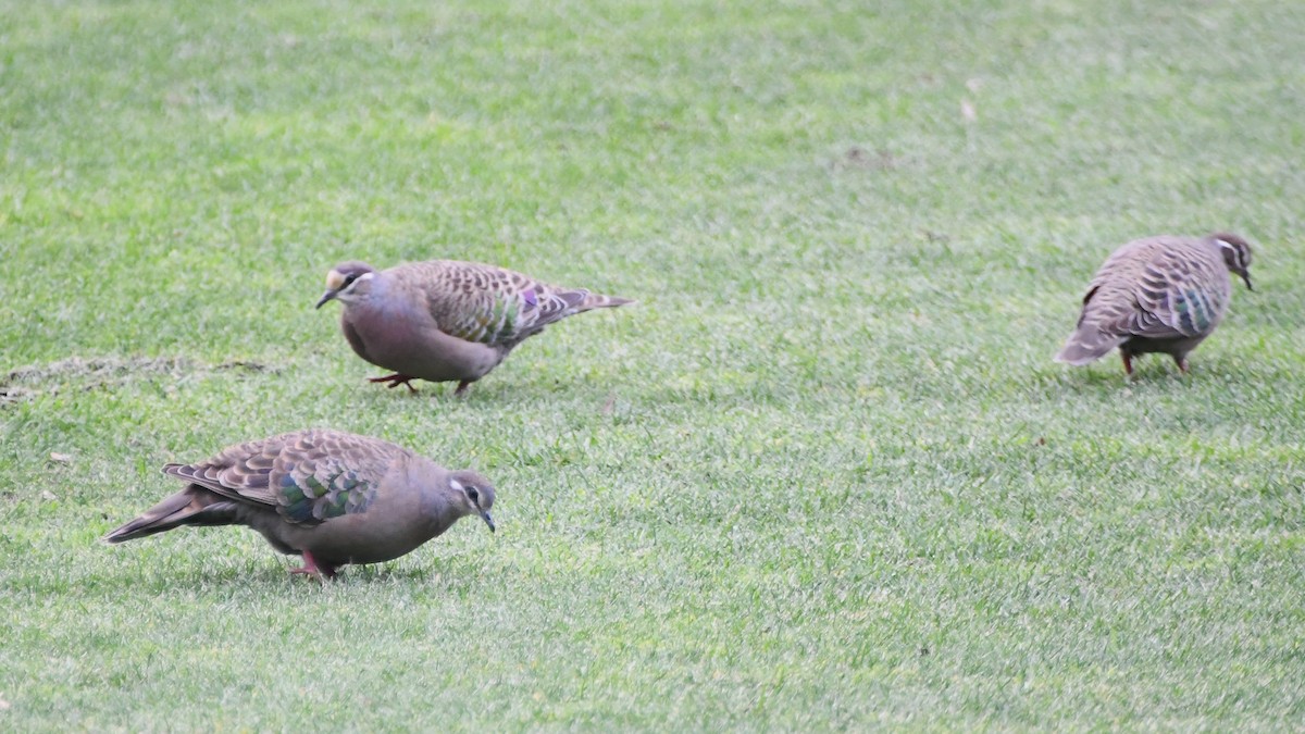 Common Bronzewing - ML624179967