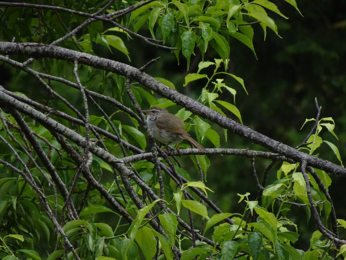 Japanese Bush Warbler - ML624179968