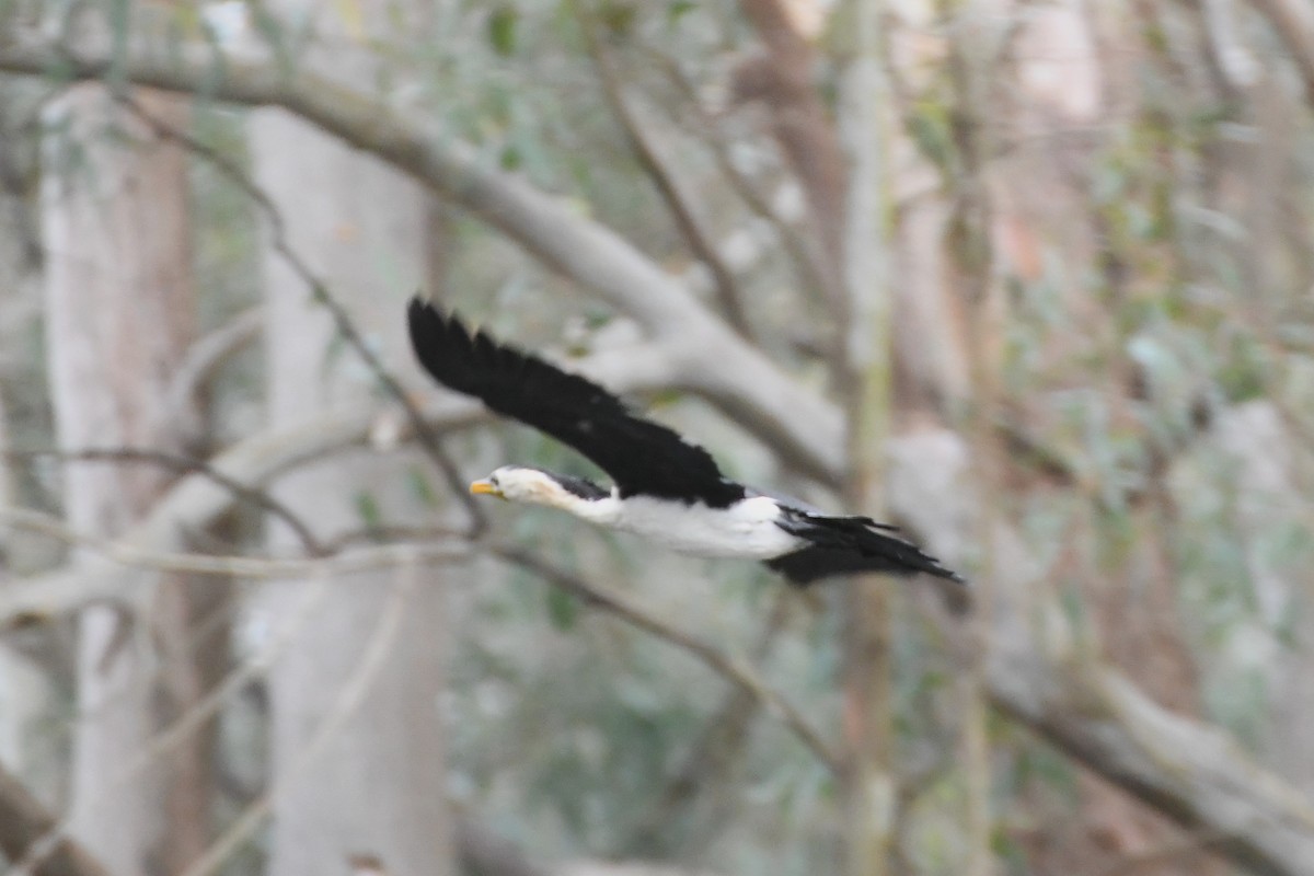 Little Pied Cormorant - ML624179972