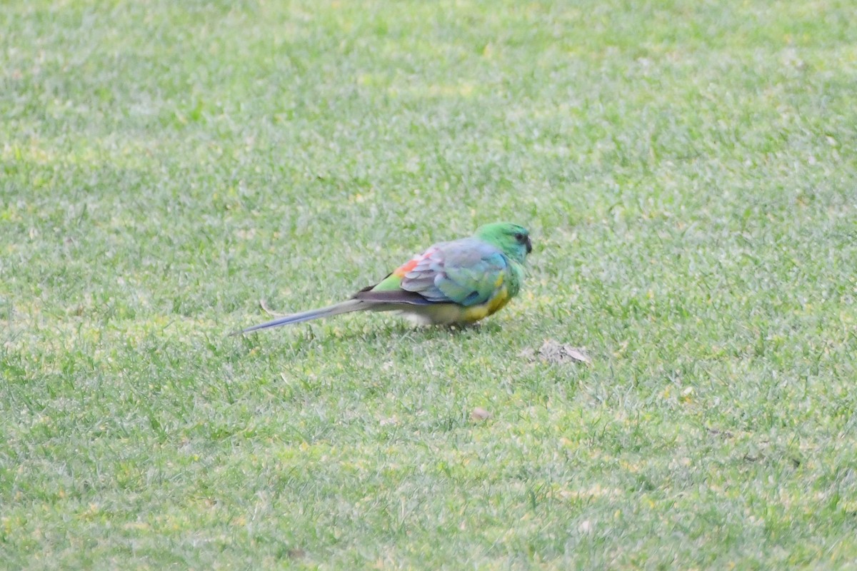 Red-rumped Parrot - ML624179977