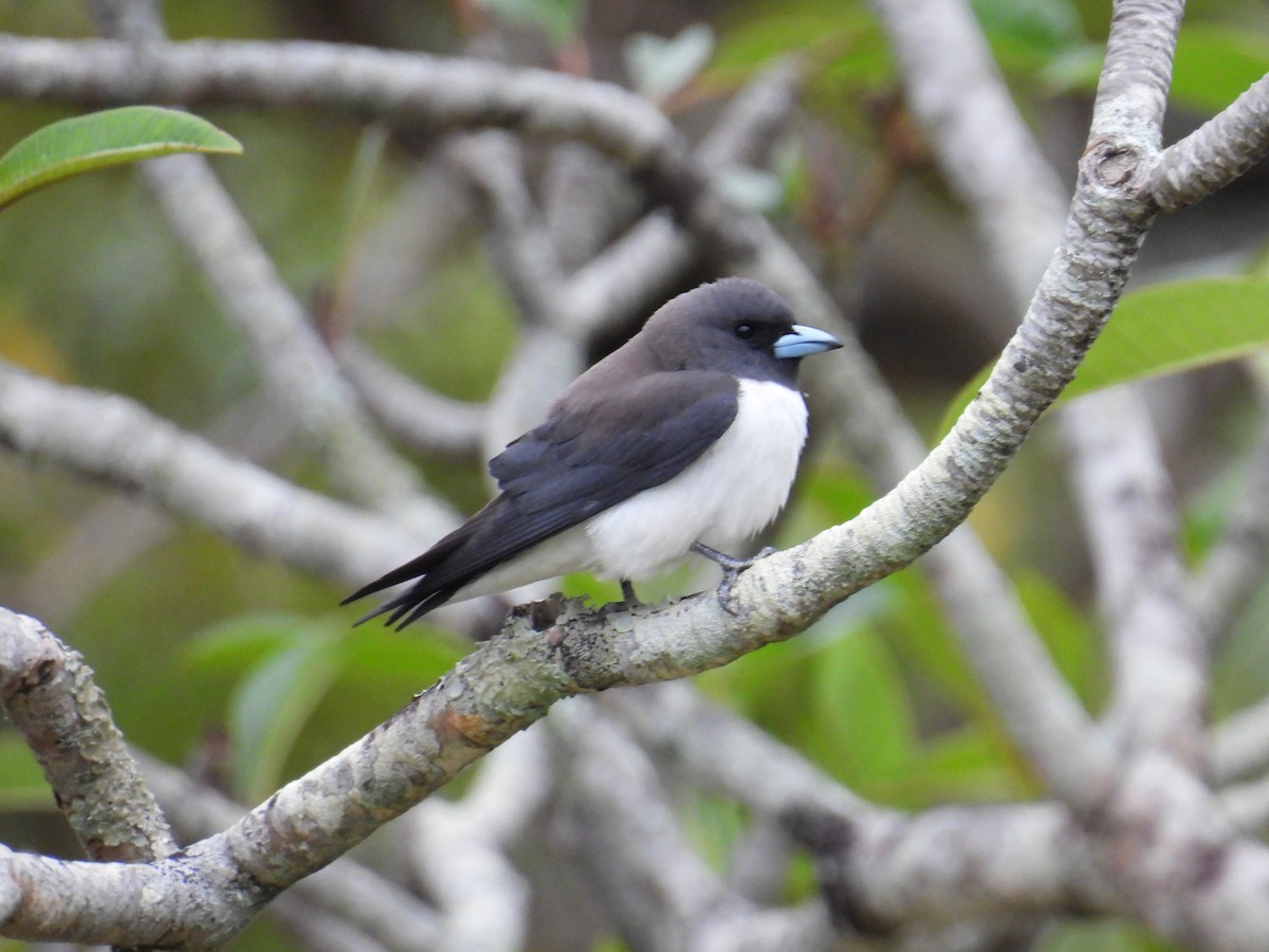 White-breasted Woodswallow - ML624179978