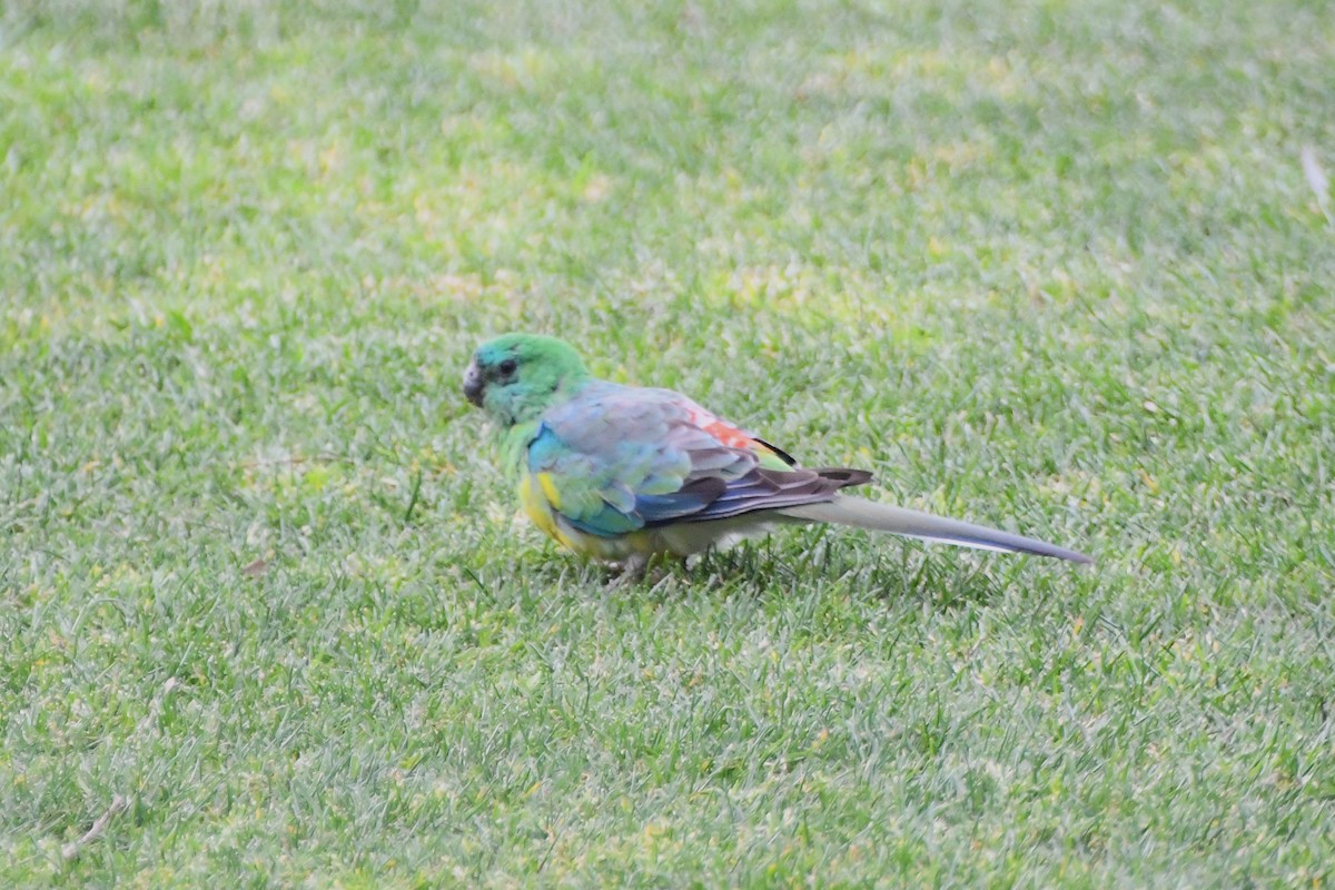 Red-rumped Parrot - ML624179980