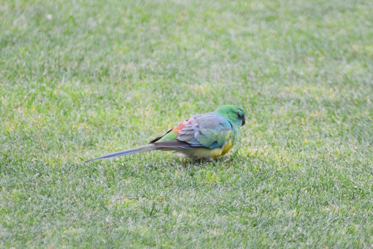 Red-rumped Parrot - ML624179982