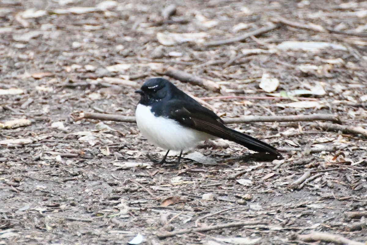 Willie-wagtail - ML624179986