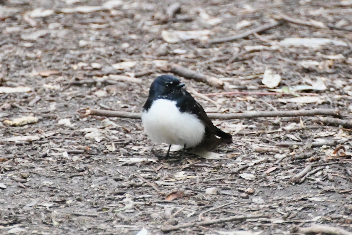 Willie-wagtail - ML624179988