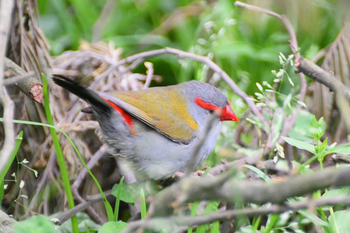 Red-browed Firetail - ML624179993