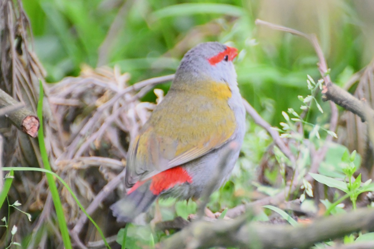 Red-browed Firetail - ML624179994