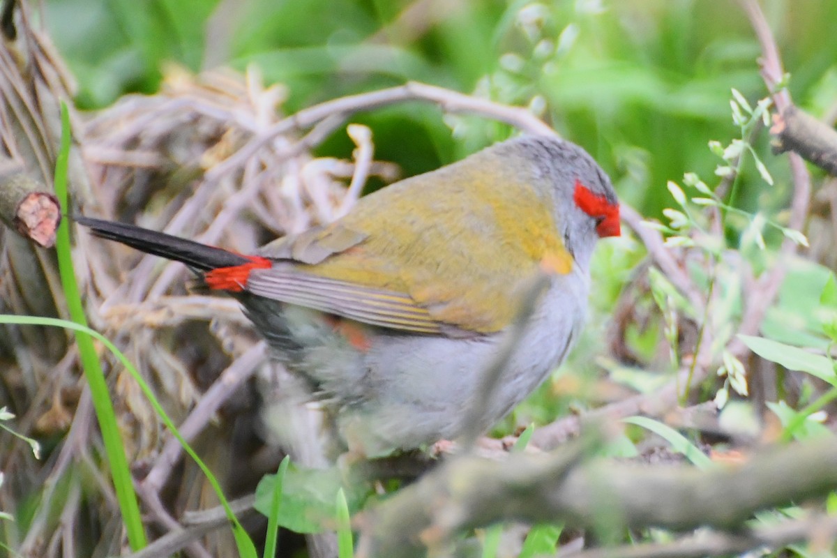 Red-browed Firetail - Michael Louey