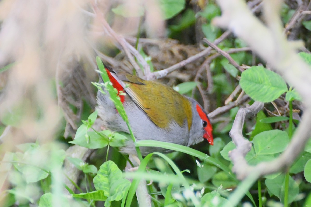 Red-browed Firetail - ML624179997