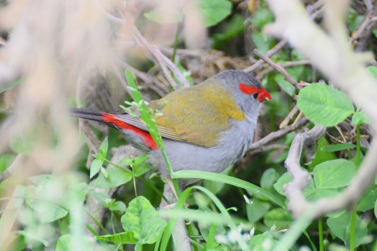 Red-browed Firetail - ML624180000