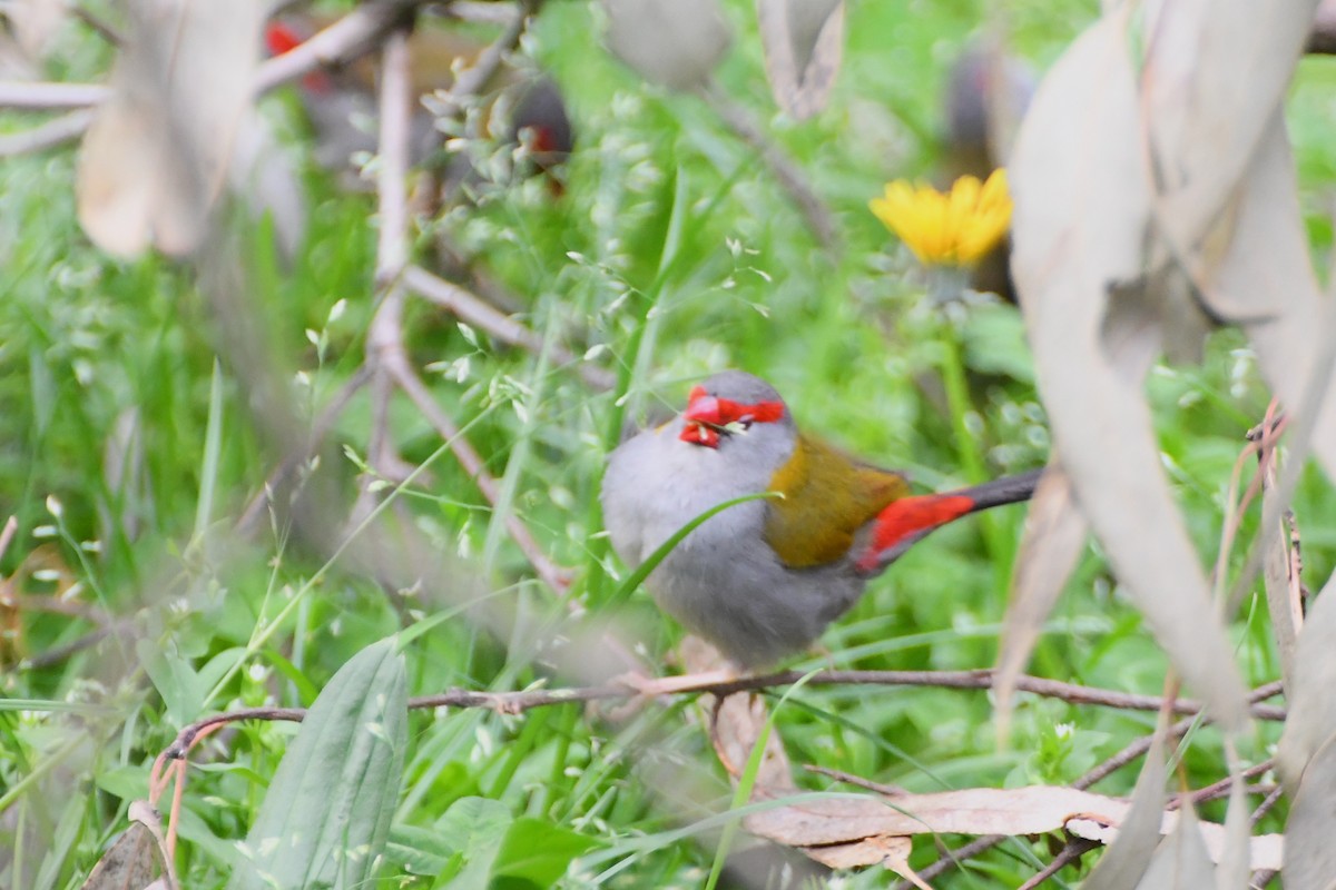 Red-browed Firetail - ML624180001