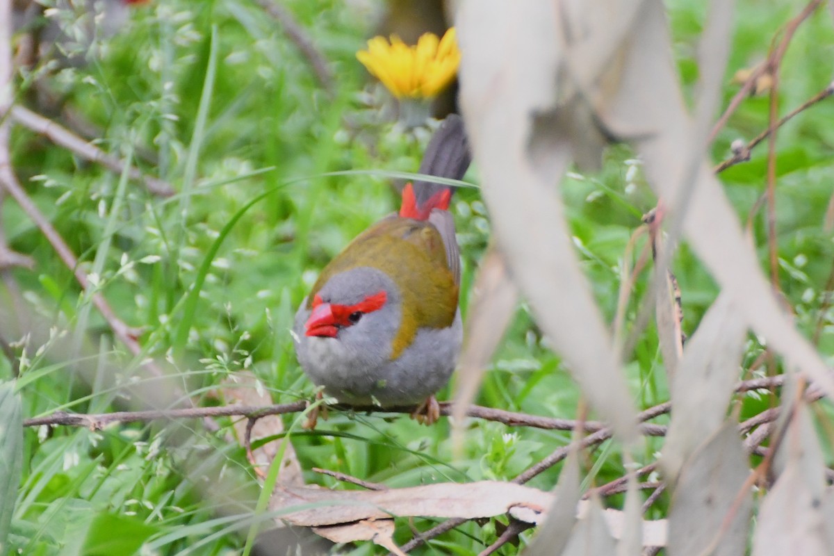 Red-browed Firetail - ML624180002