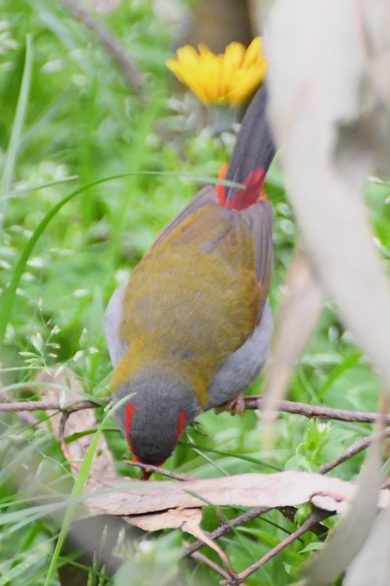 Red-browed Firetail - ML624180003