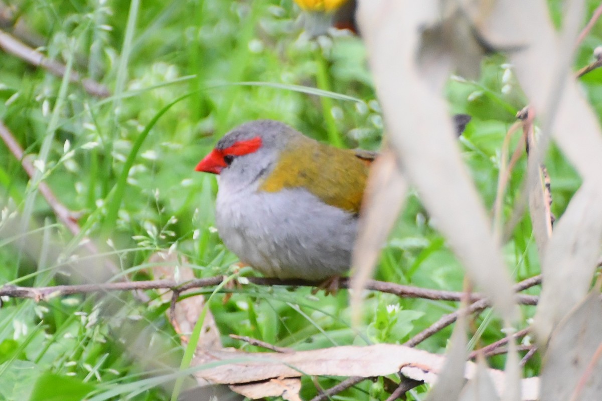 Red-browed Firetail - ML624180004