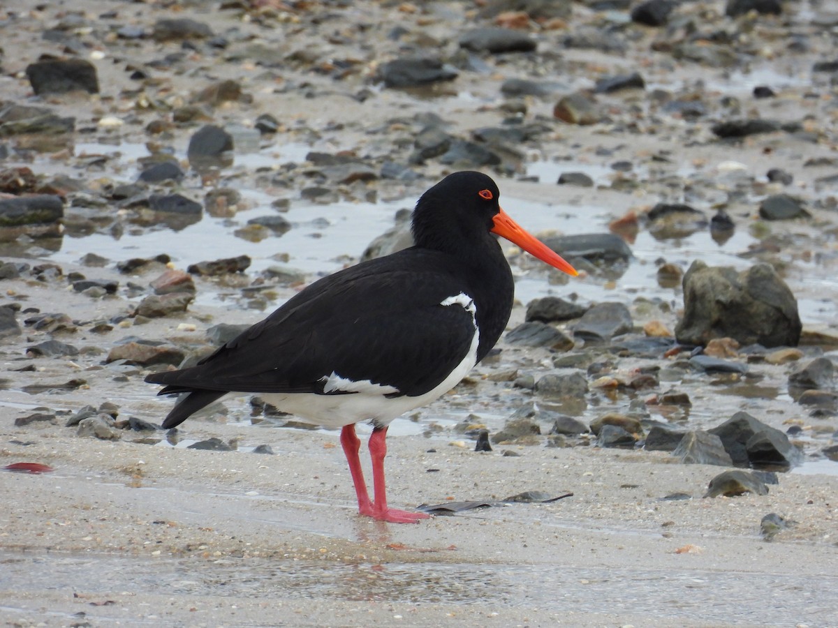 Pied Oystercatcher - ML624180015