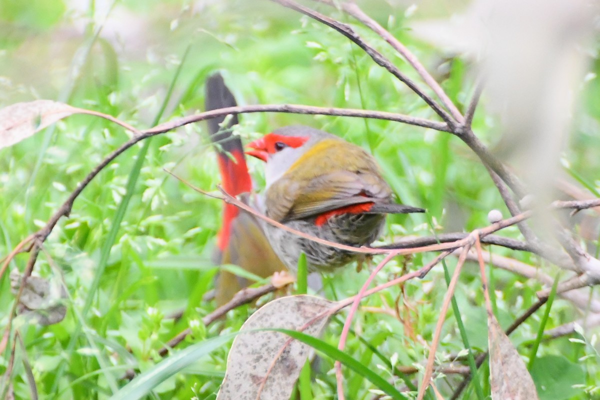 Red-browed Firetail - ML624180016