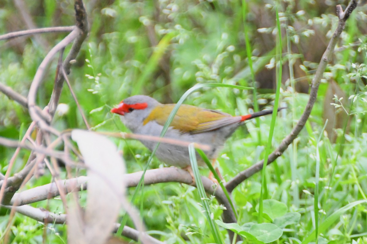 Red-browed Firetail - ML624180019