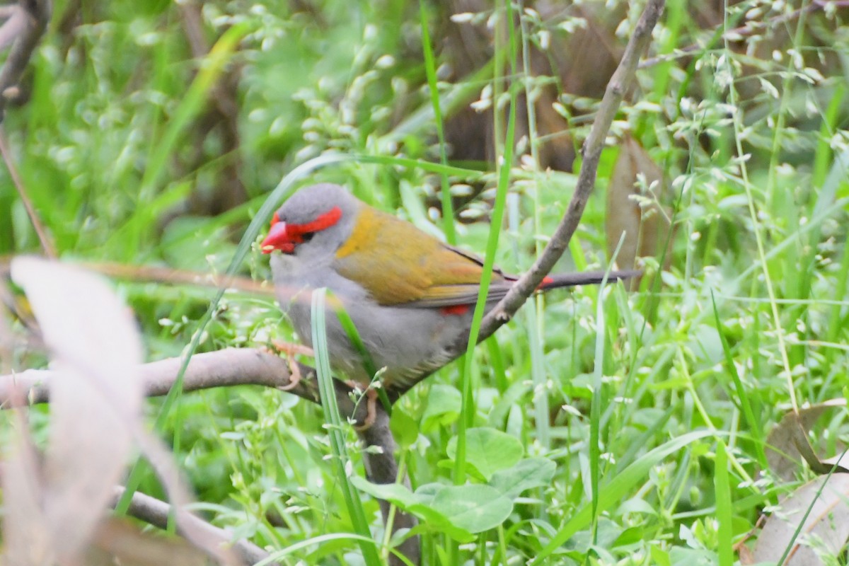 Red-browed Firetail - ML624180020