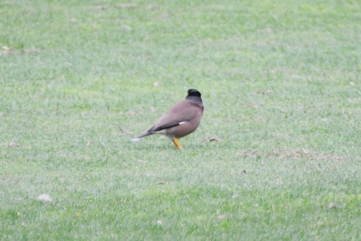 Common Myna - ML624180021