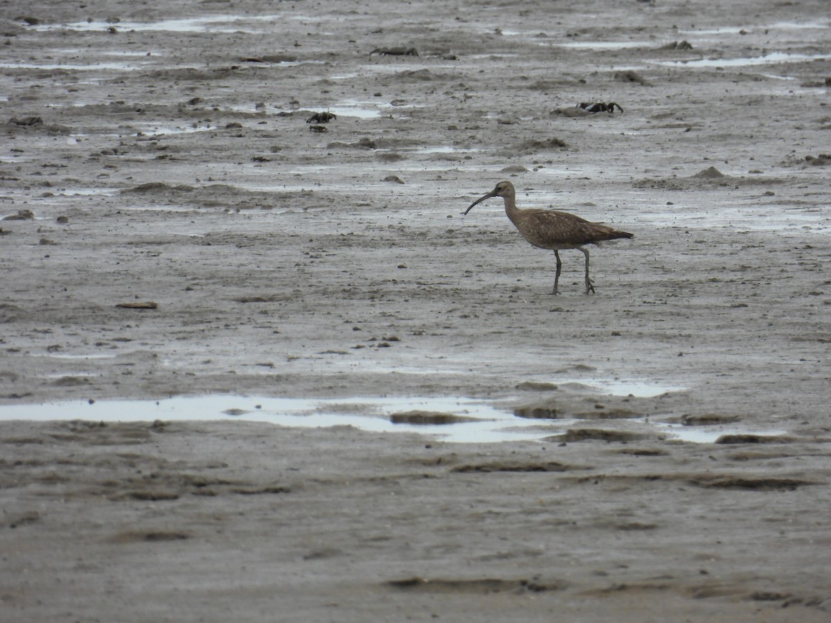 Whimbrel - ML624180022