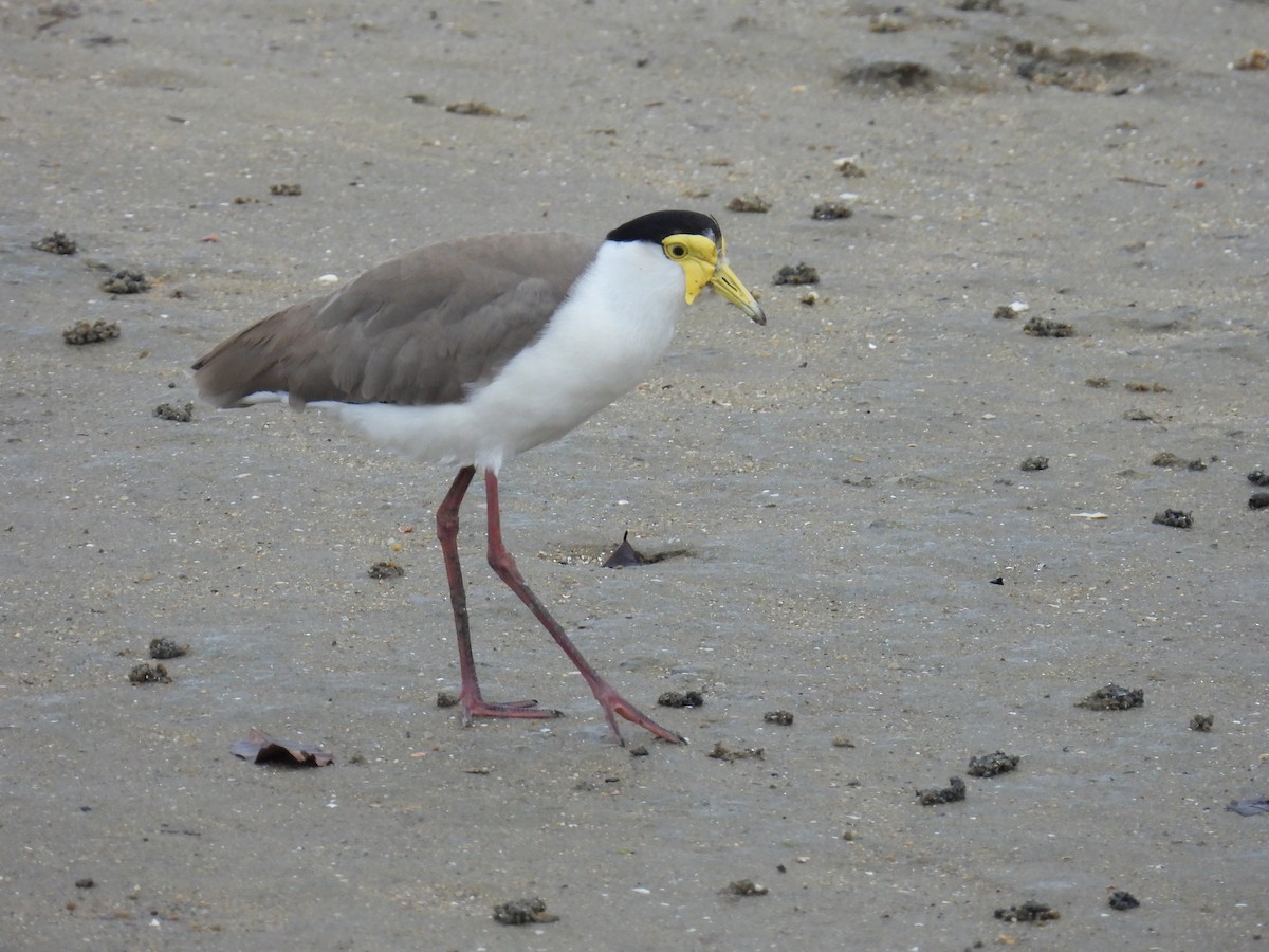 Masked Lapwing - ML624180026