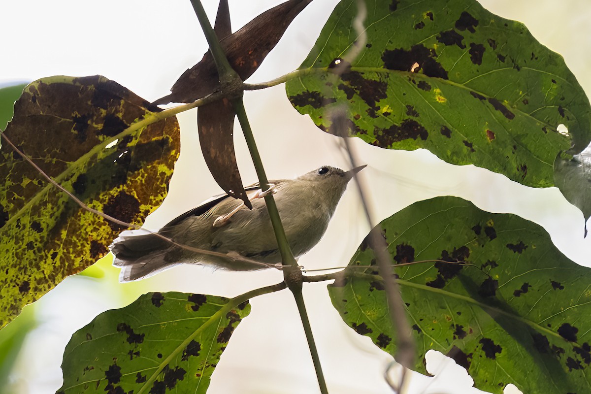 Large-billed Scrubwren - ML624180027