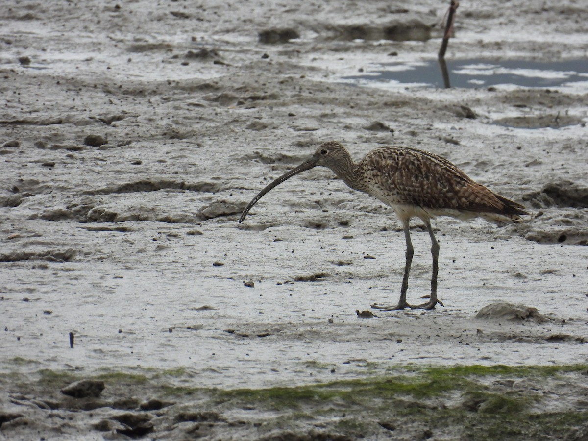 Far Eastern Curlew - ML624180029