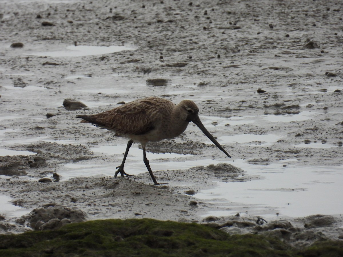 Bar-tailed Godwit - ML624180030