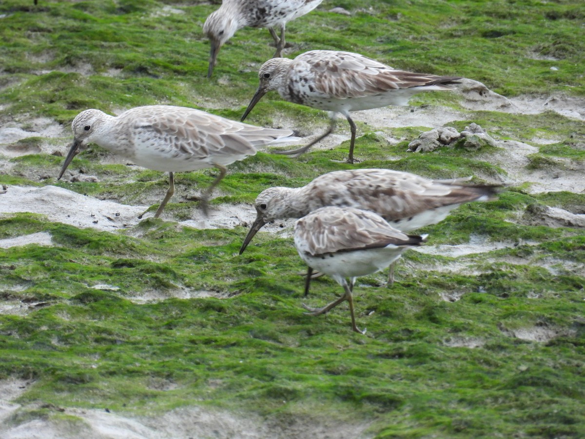 Great Knot - ML624180036