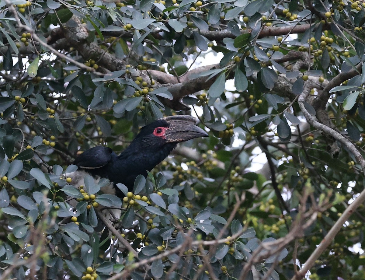 Trumpeter Hornbill - ML624180040