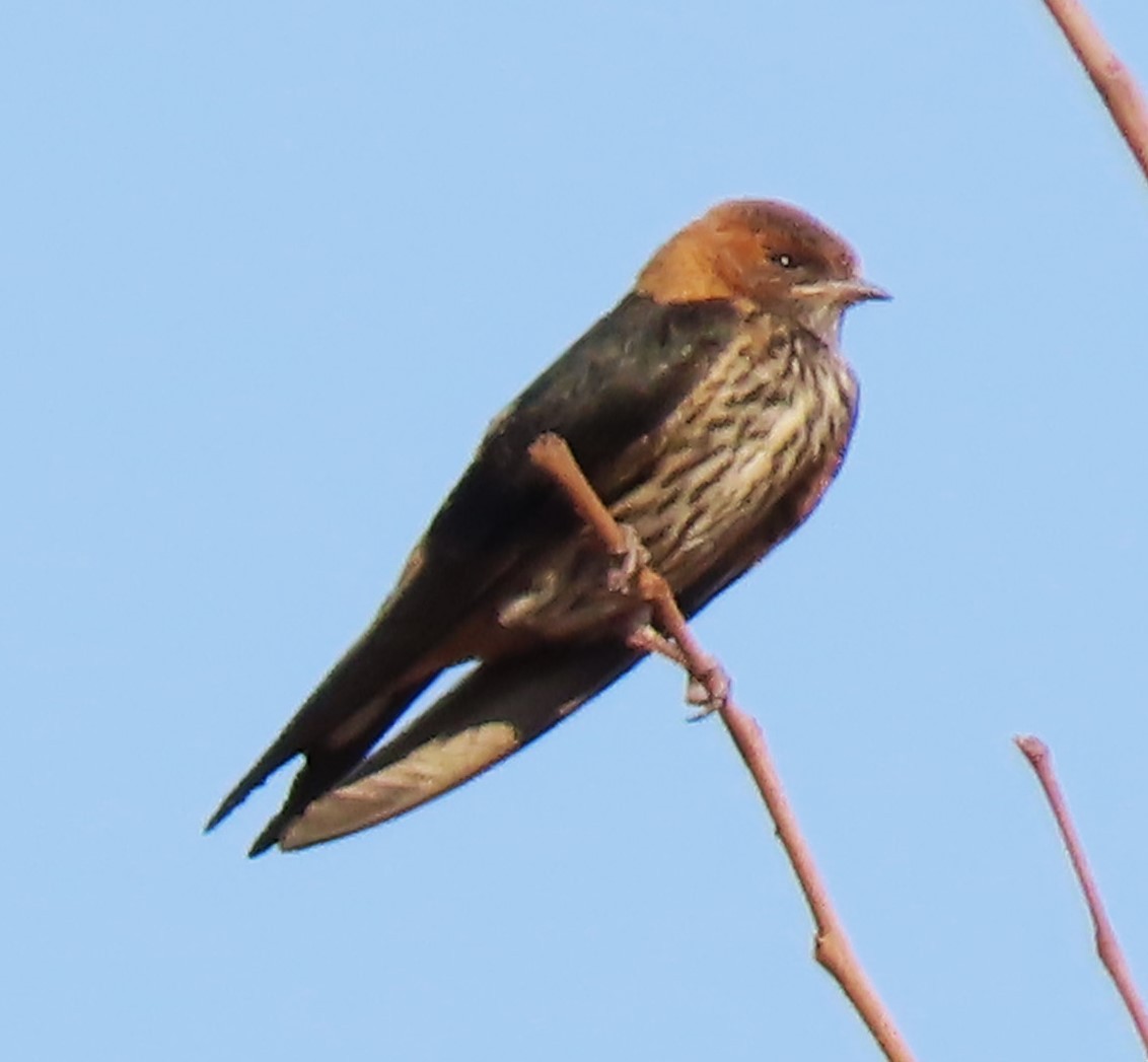 Lesser Striped Swallow - ML624180052