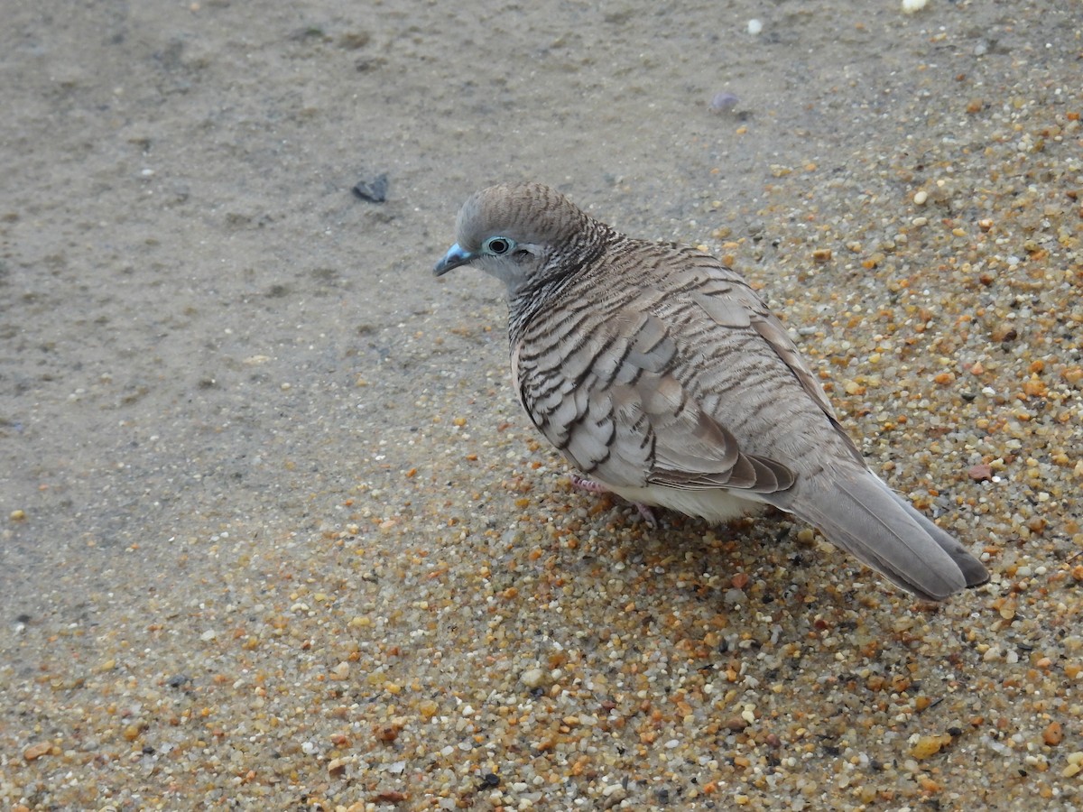 Peaceful Dove - ML624180053