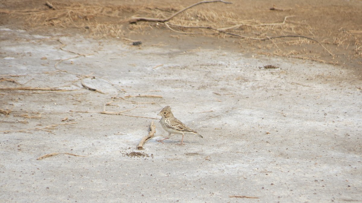 Sand Lark - Amit Velavadar