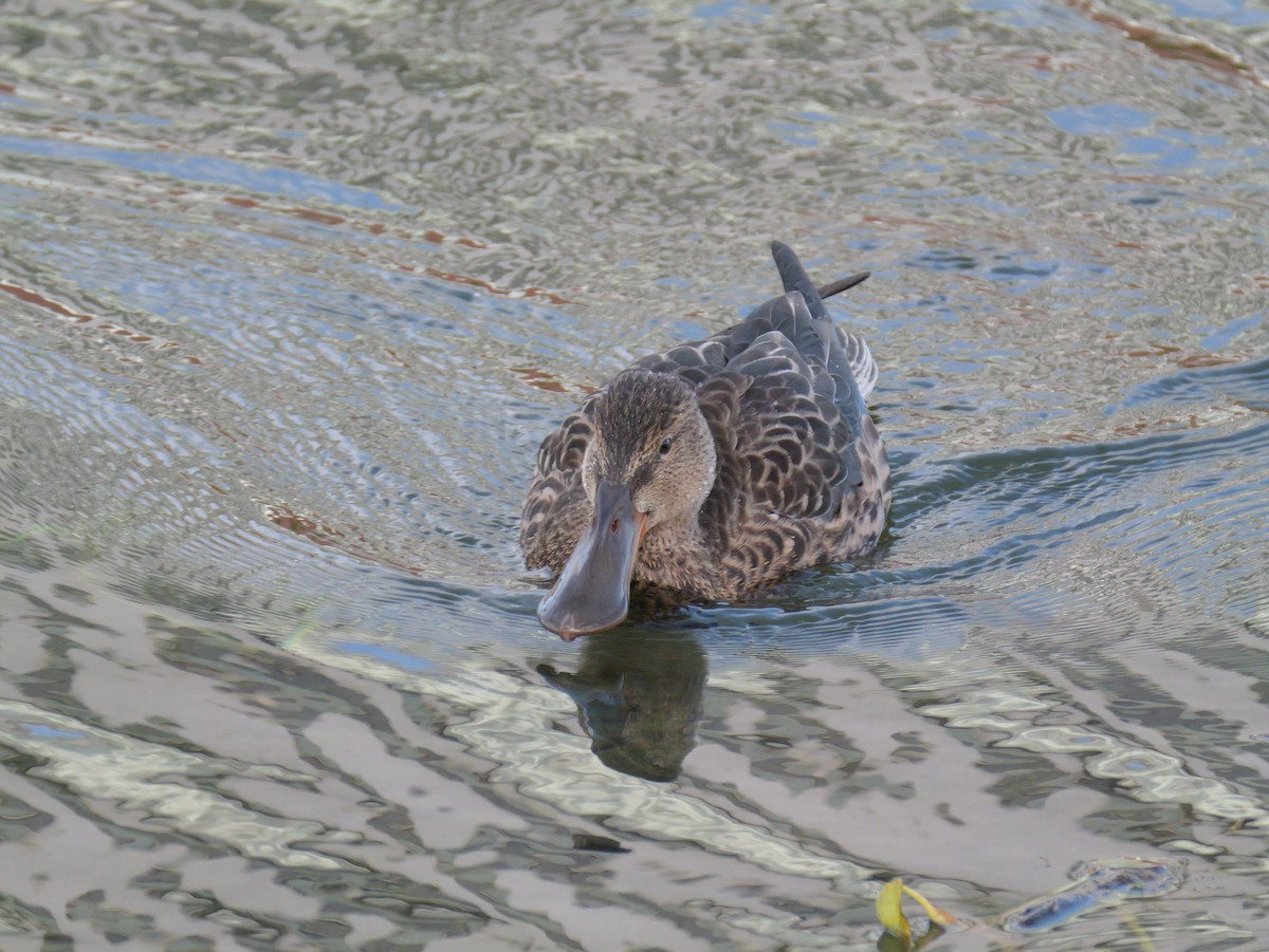 Northern Shoveler - ML624180089