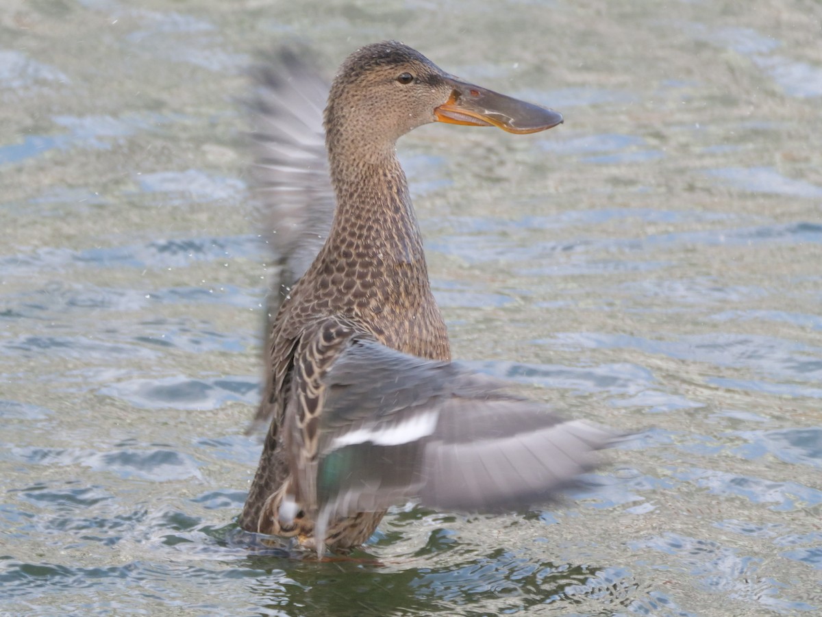 Northern Shoveler - ML624180091