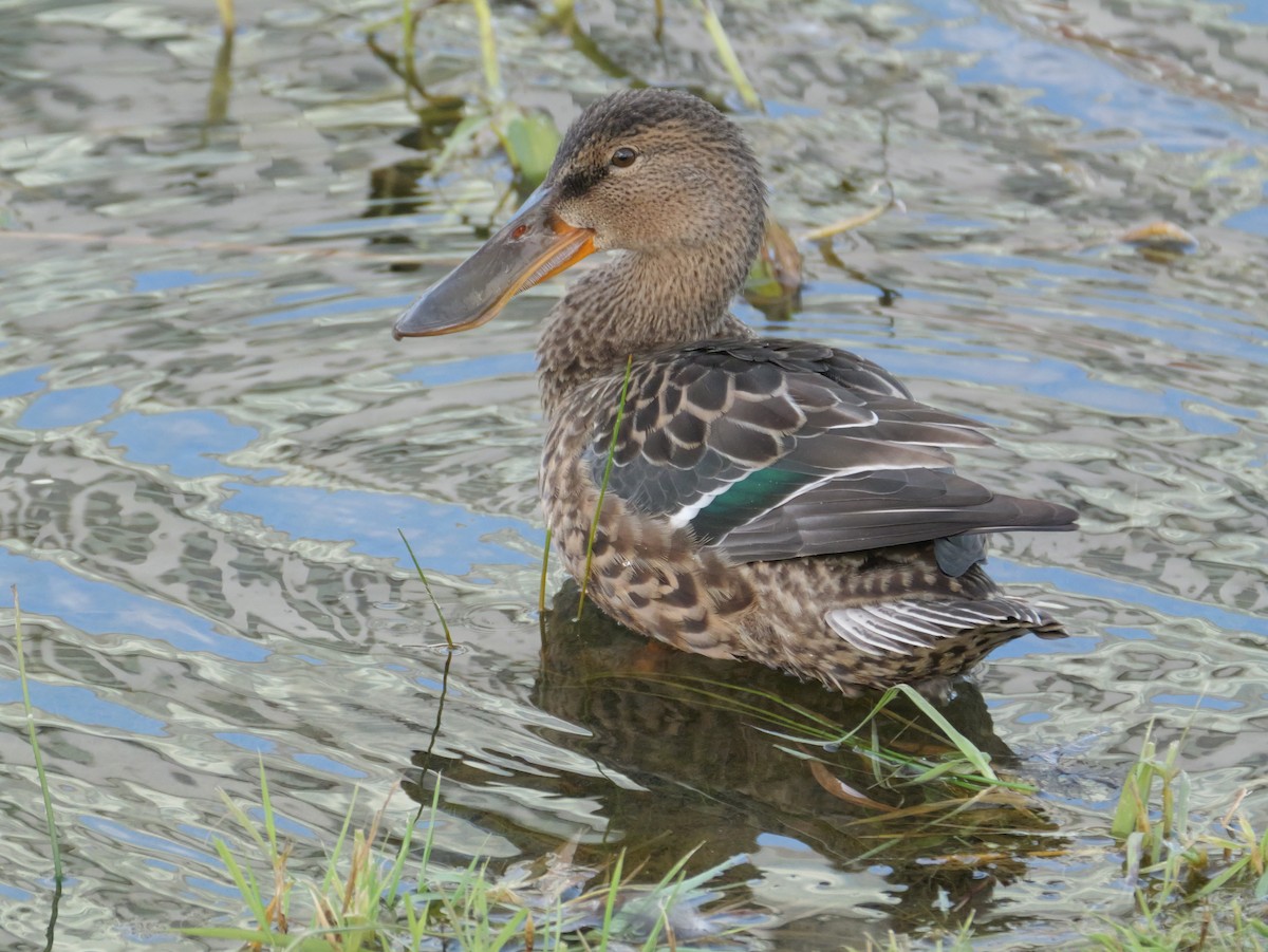 Northern Shoveler - ML624180094