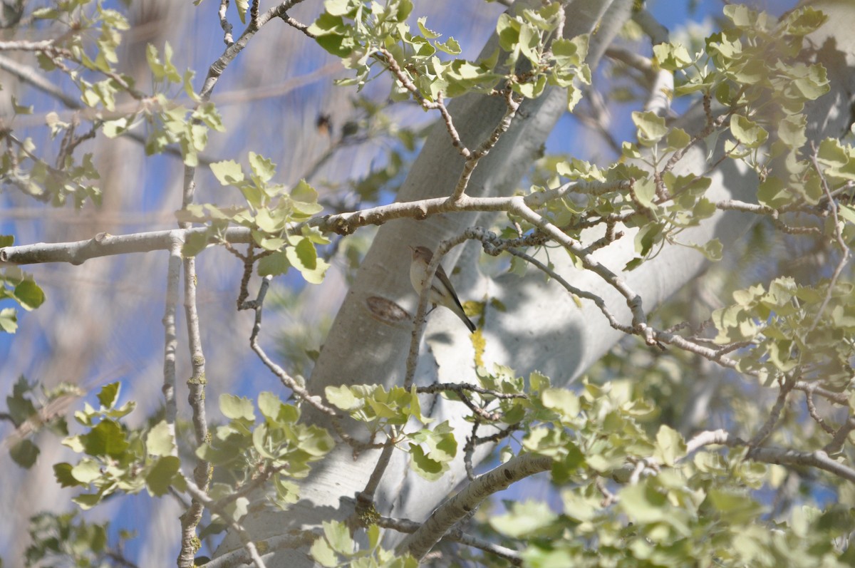 Eastern Bonelli's Warbler - ML624180105