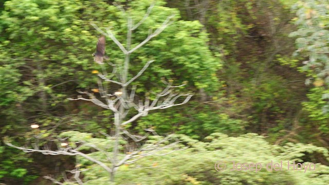 Turkey Vulture (South Temperate) - ML624180106